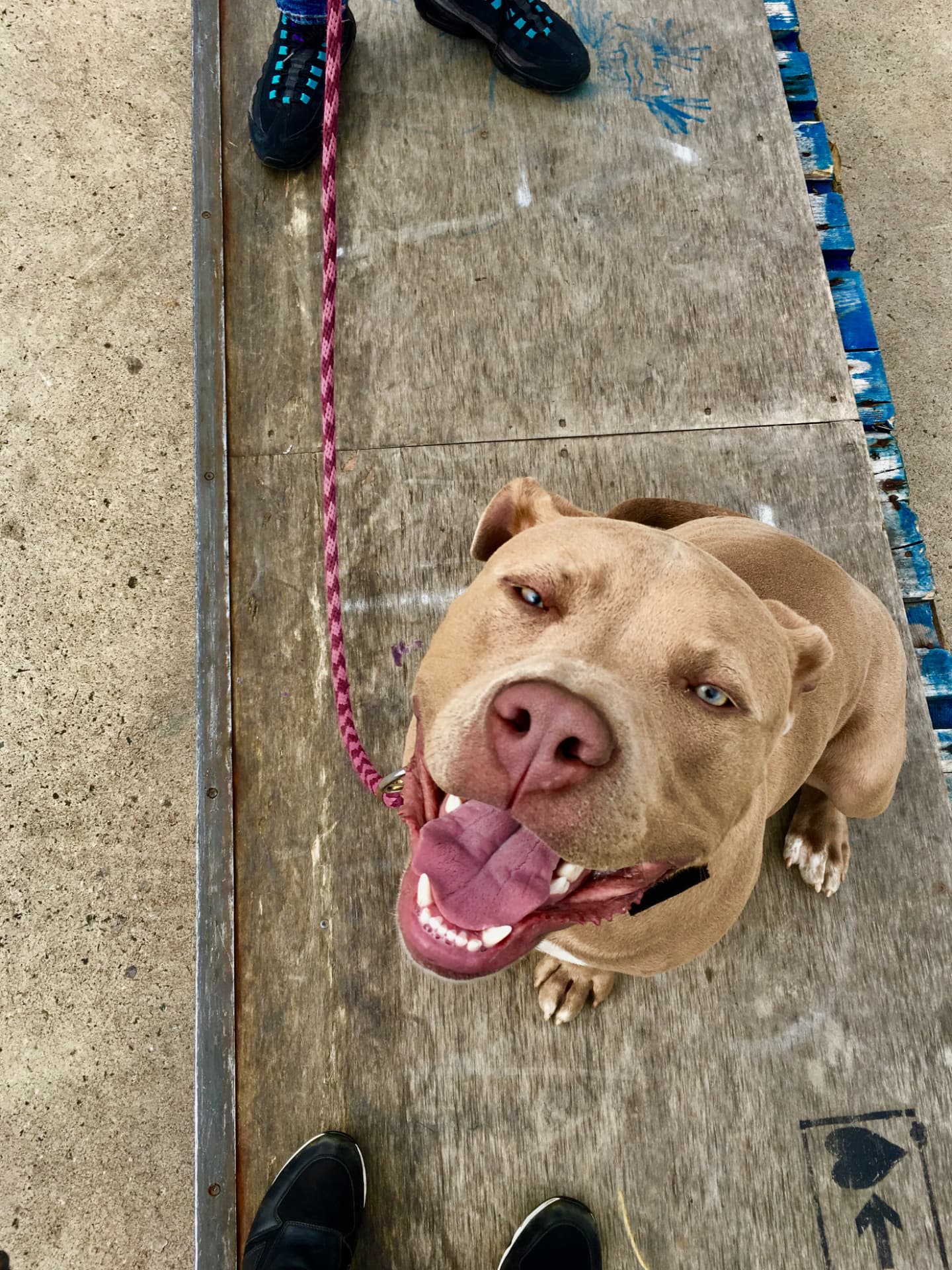 Close up of a happy tan dog looking up at its owner during a reward-based session