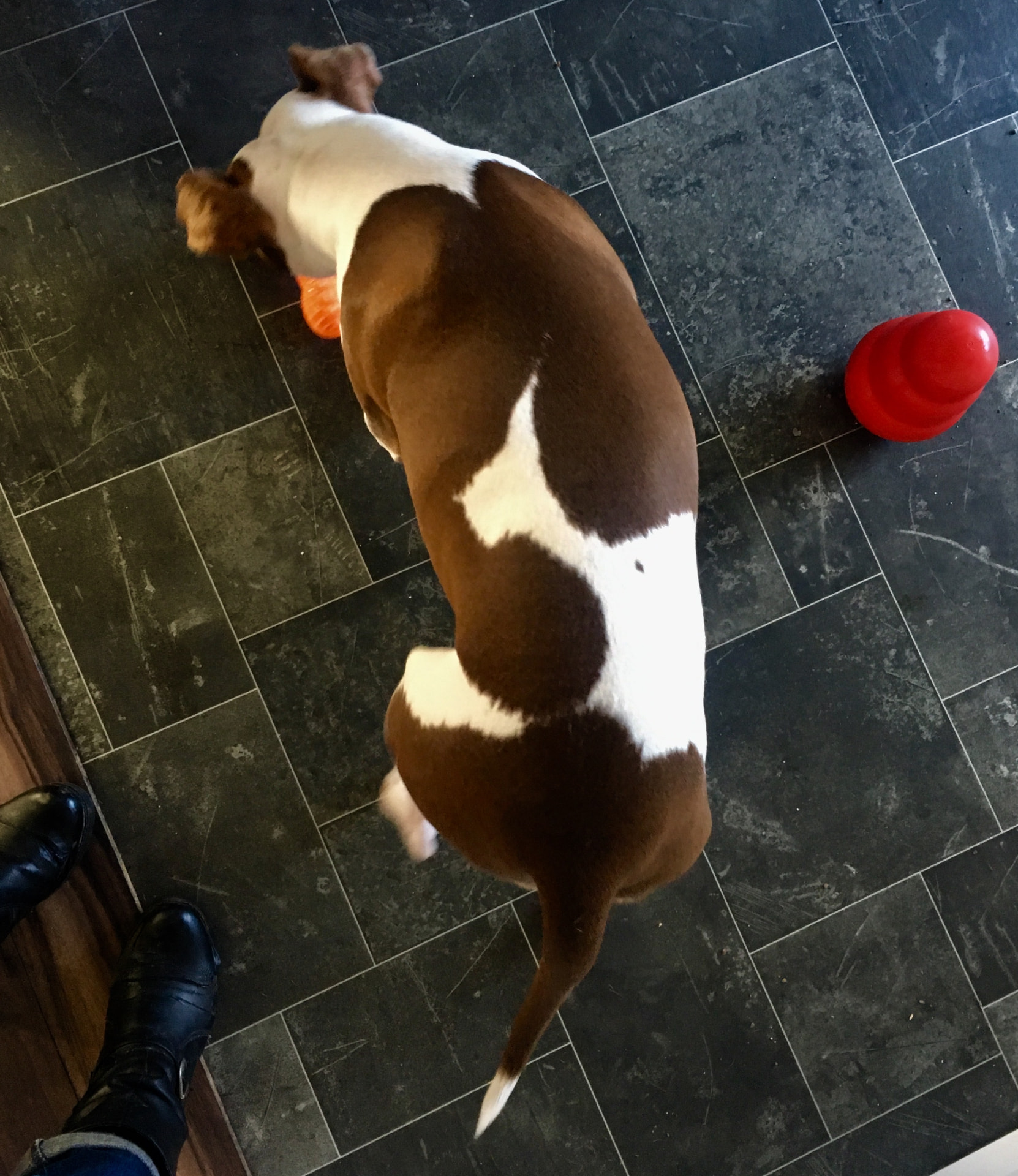 Brown and white dog working a food toy on the kitchen floor at home