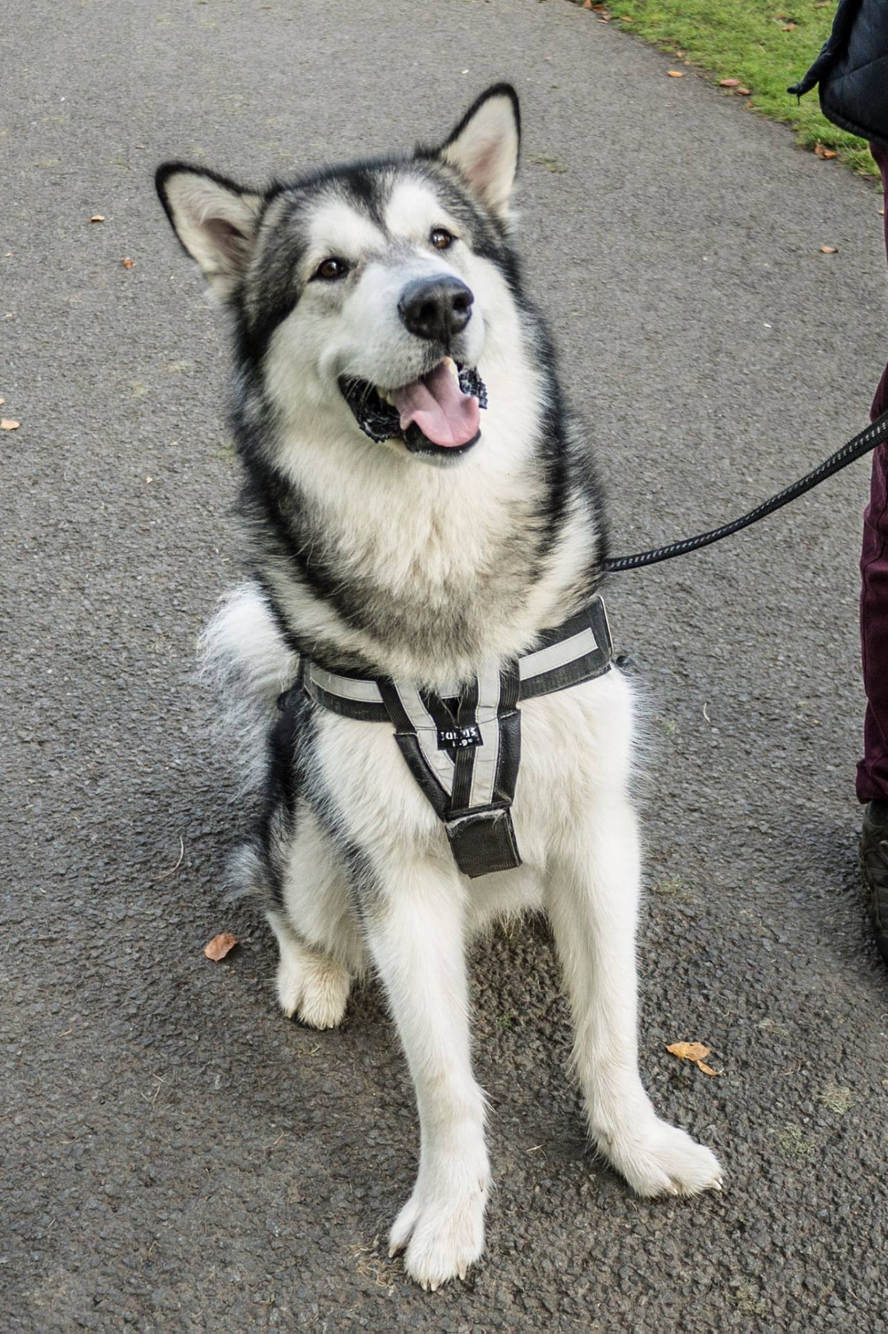 Malamute type dog sitting politely on a park path in a well fitted harness