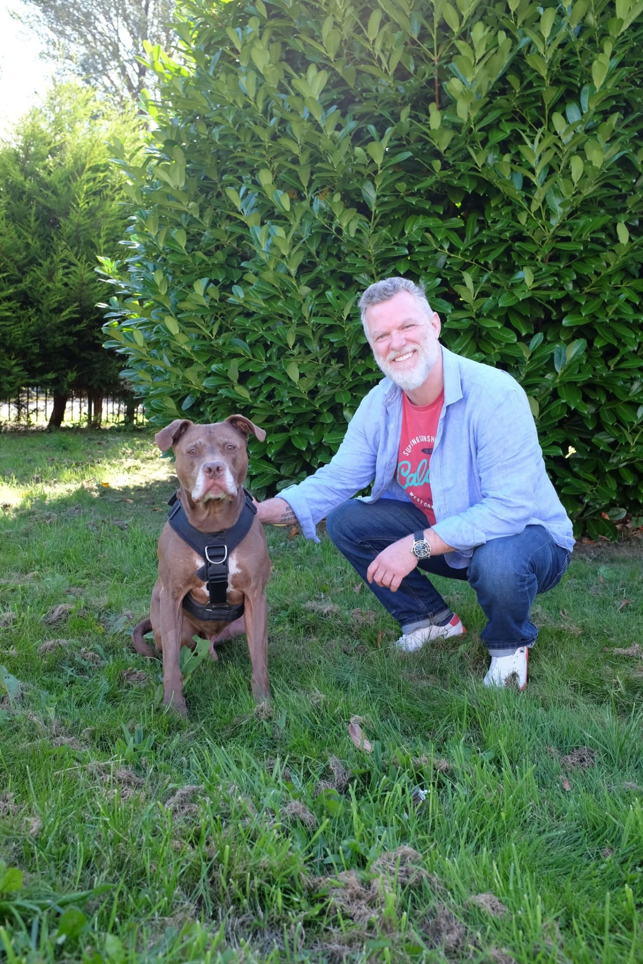 Glasgow dog trainer John McGuigan working calmly with a brown bully breed dog in a garden