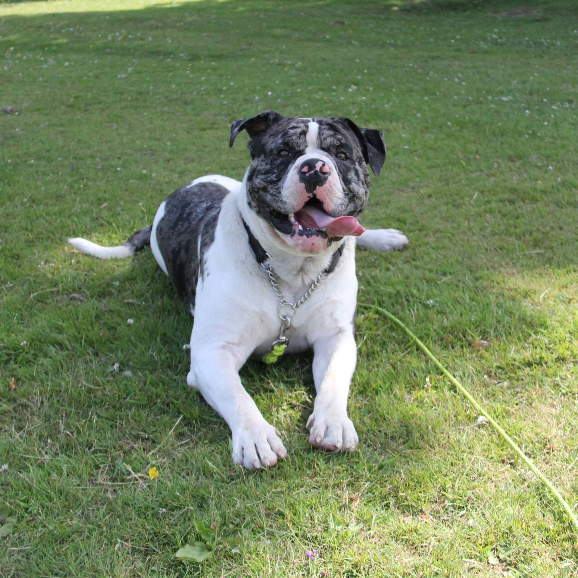 Brindle and white bulldog type dog lying happily on the grass in Glasgow
