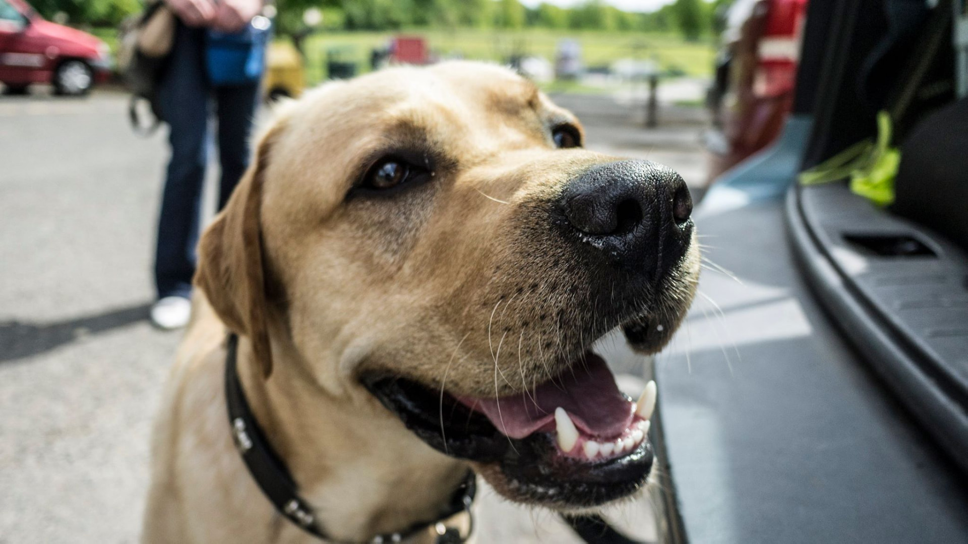 Close up of a smiling yellow Labrador during outdoor dog training in Glasgow