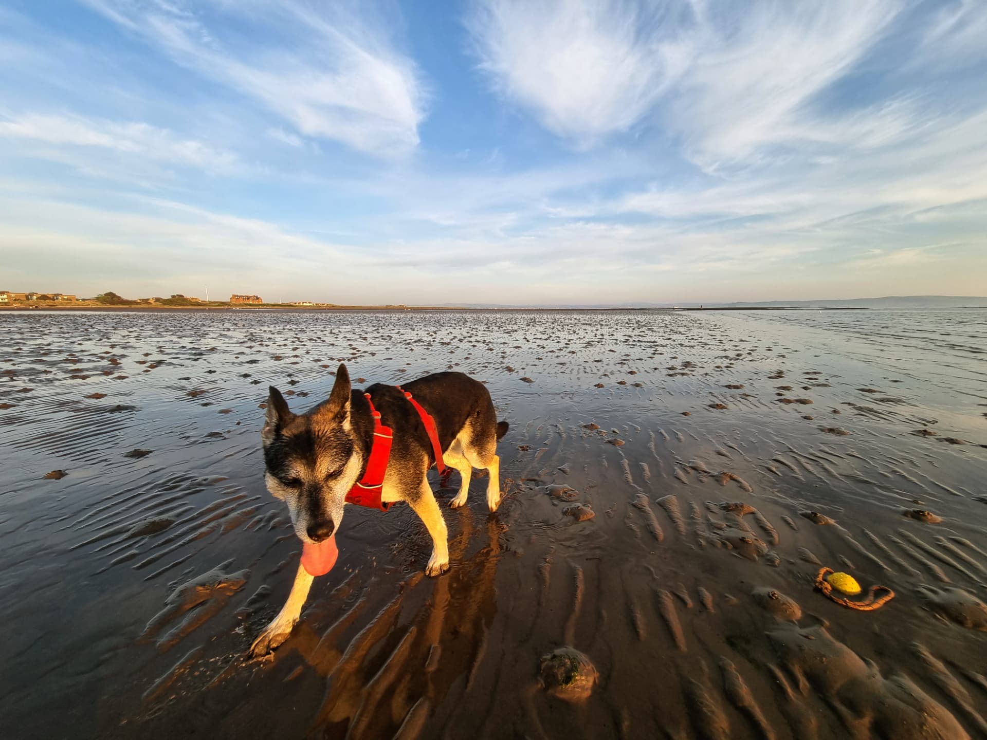 Shepherd type dog walking on wet sand at sunset with a ball nearby during beach enrichment