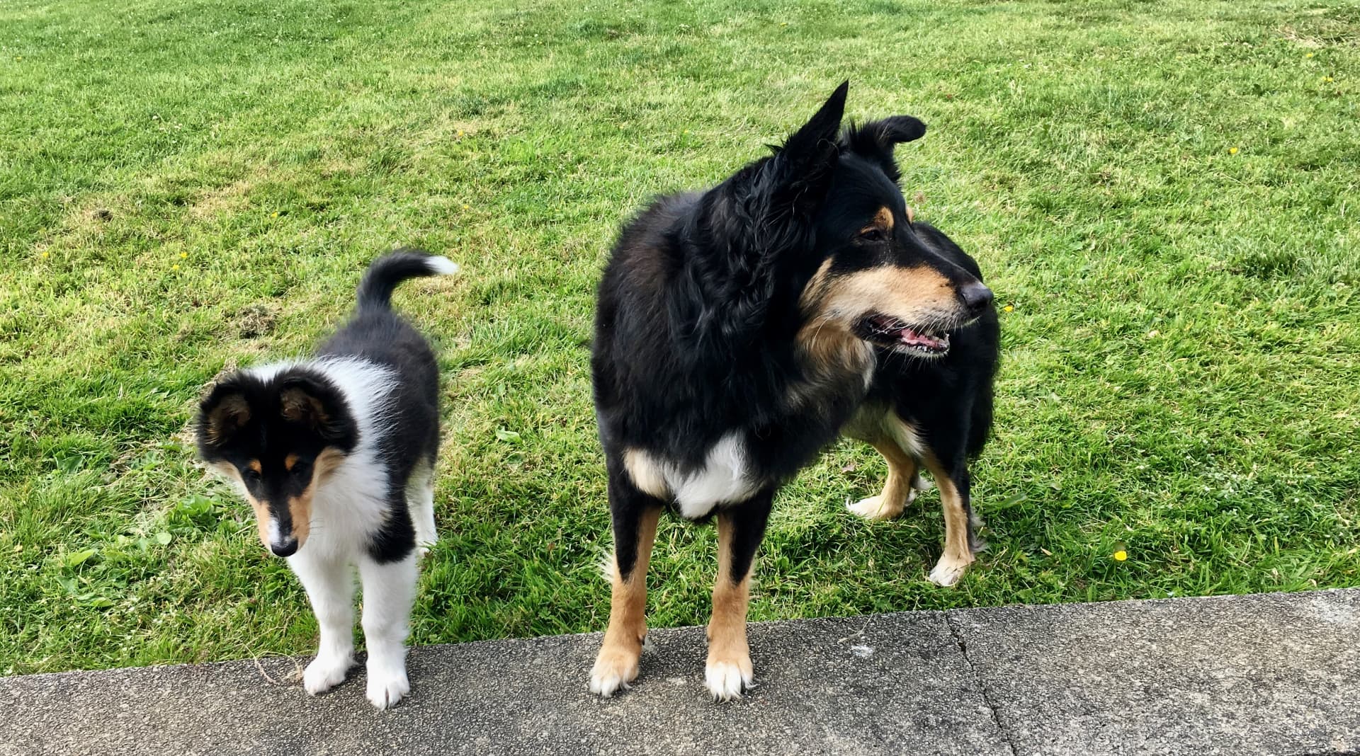 Tricolour puppy meeting a larger adult dog calmly on a lawn during a socialisation session