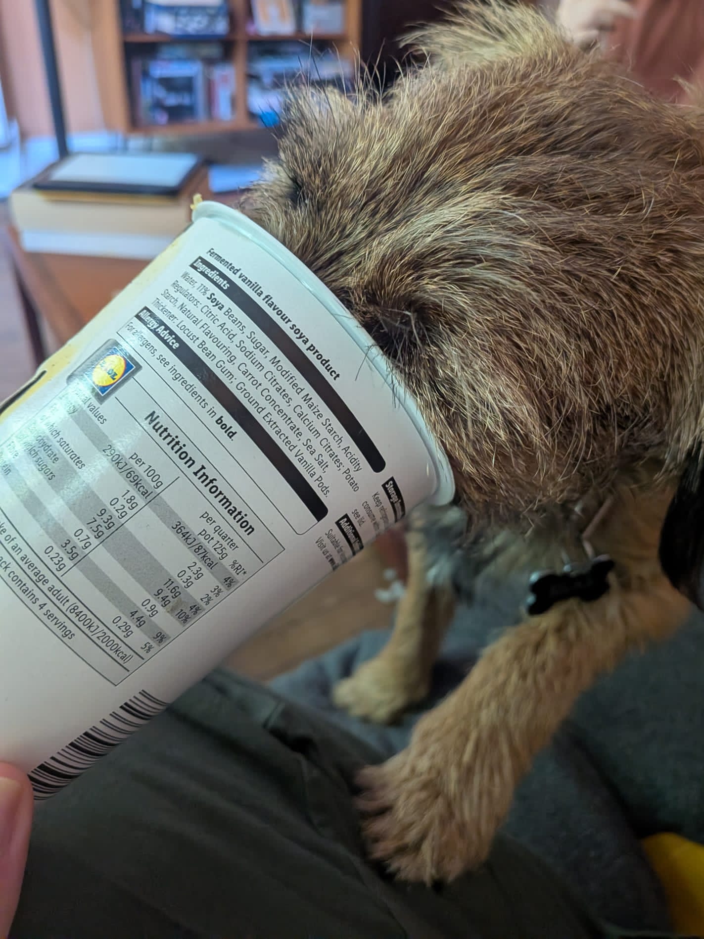 Terrier type dog licking out a yoghurt pot during a calming enrichment activity at home