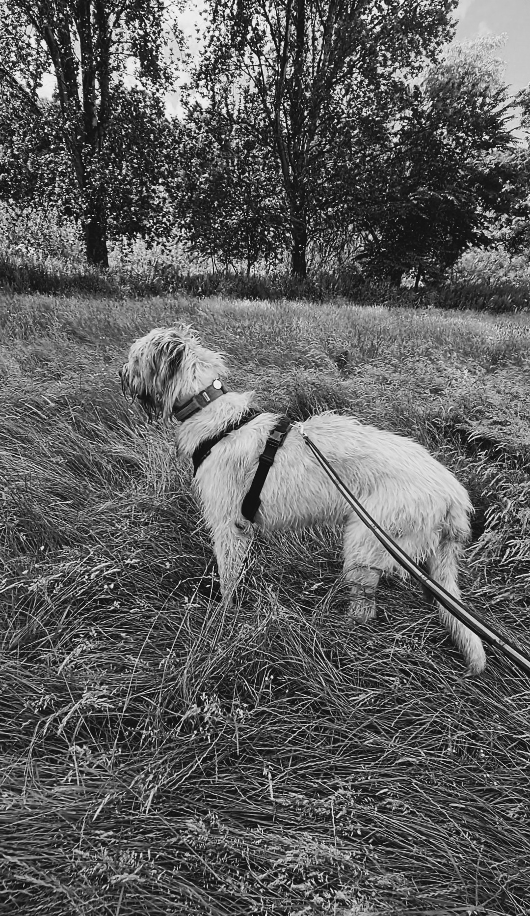 Black and white photograph of a scruffy dog in a harness exploring long grass on a long line near Glasgow