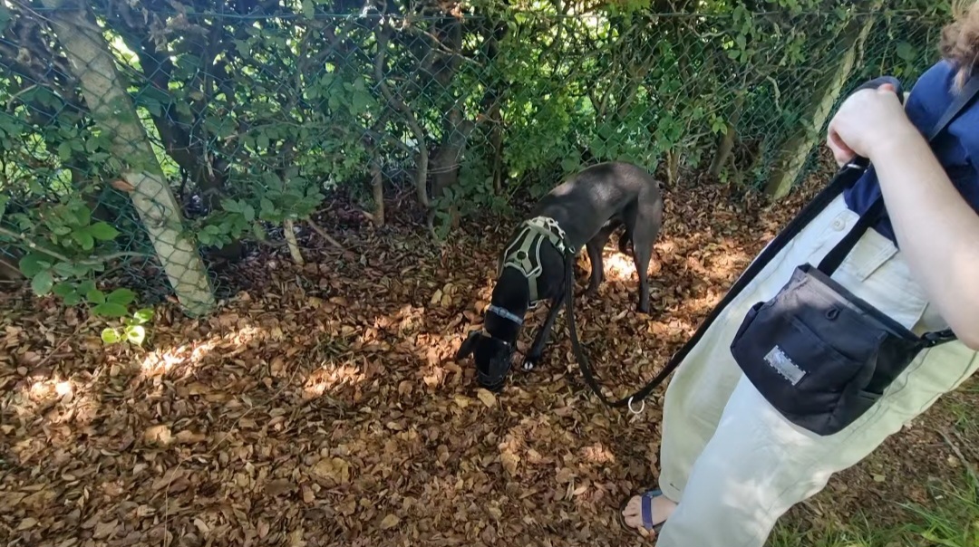Black dog sniffing through fallen leaves beside a fence during a scent walk in Glasgow