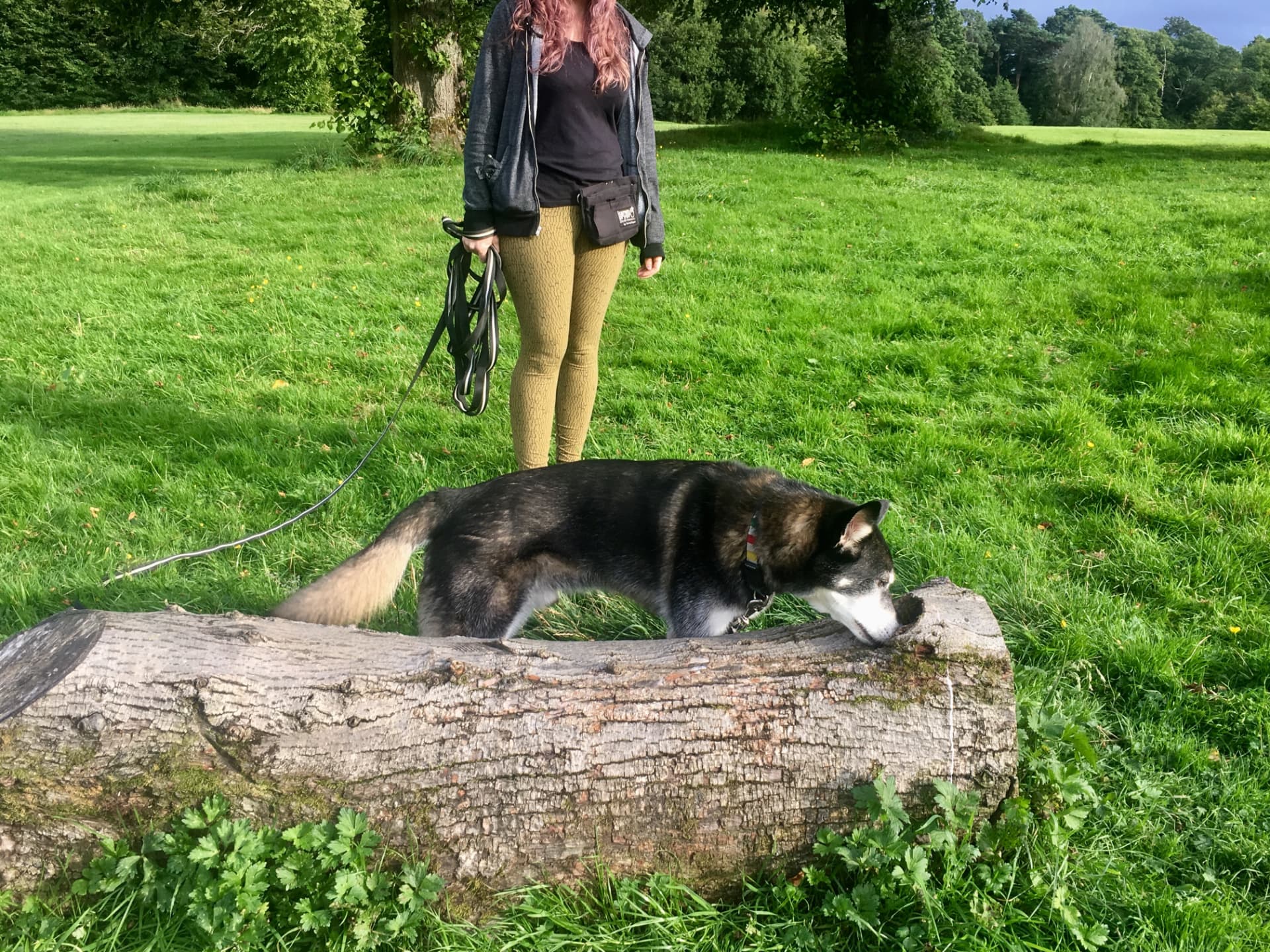 Owner letting her husky type dog sniff a fallen log during a decompression walk in Glasgow parkland