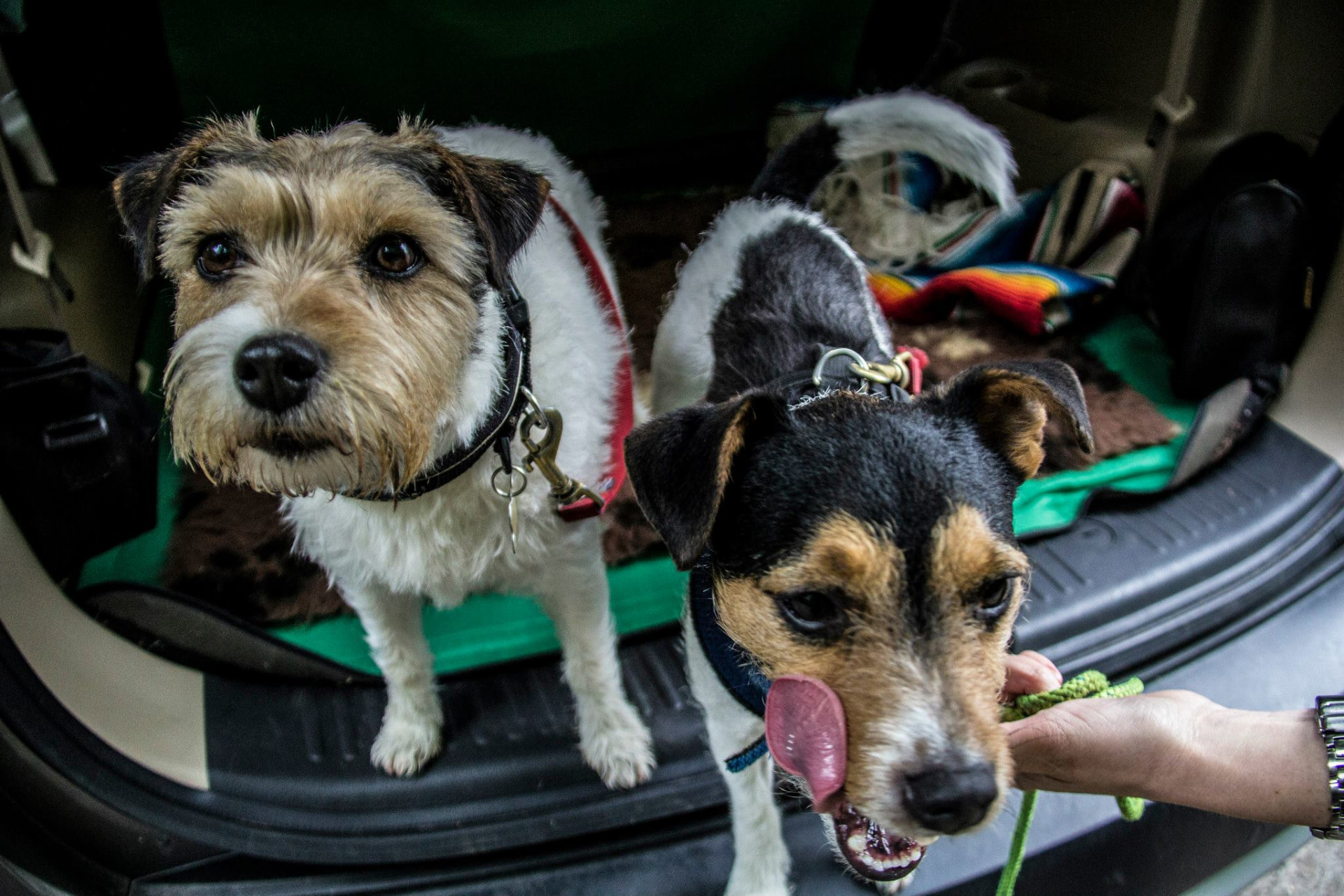 Two terriers in a car boot, one taking a tug toy as a reward