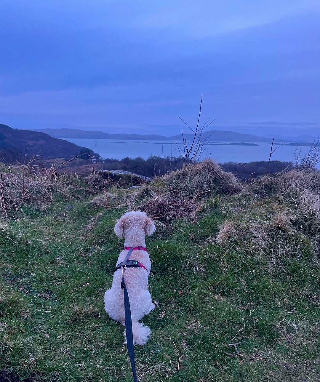 White poodle type dog sitting on a grassy hill looking out over the sea on a west coast trip