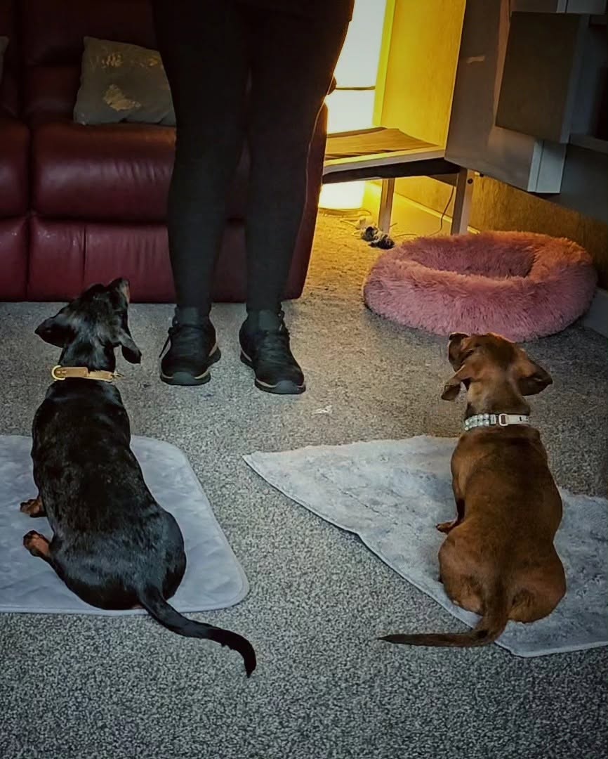 Two dachshunds settled calmly on their mats at home during separation training
