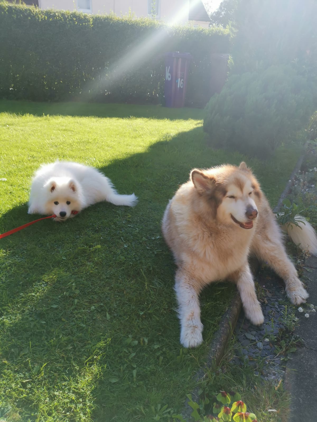 Two fluffy dogs resting together in a sunny Glasgow garden
