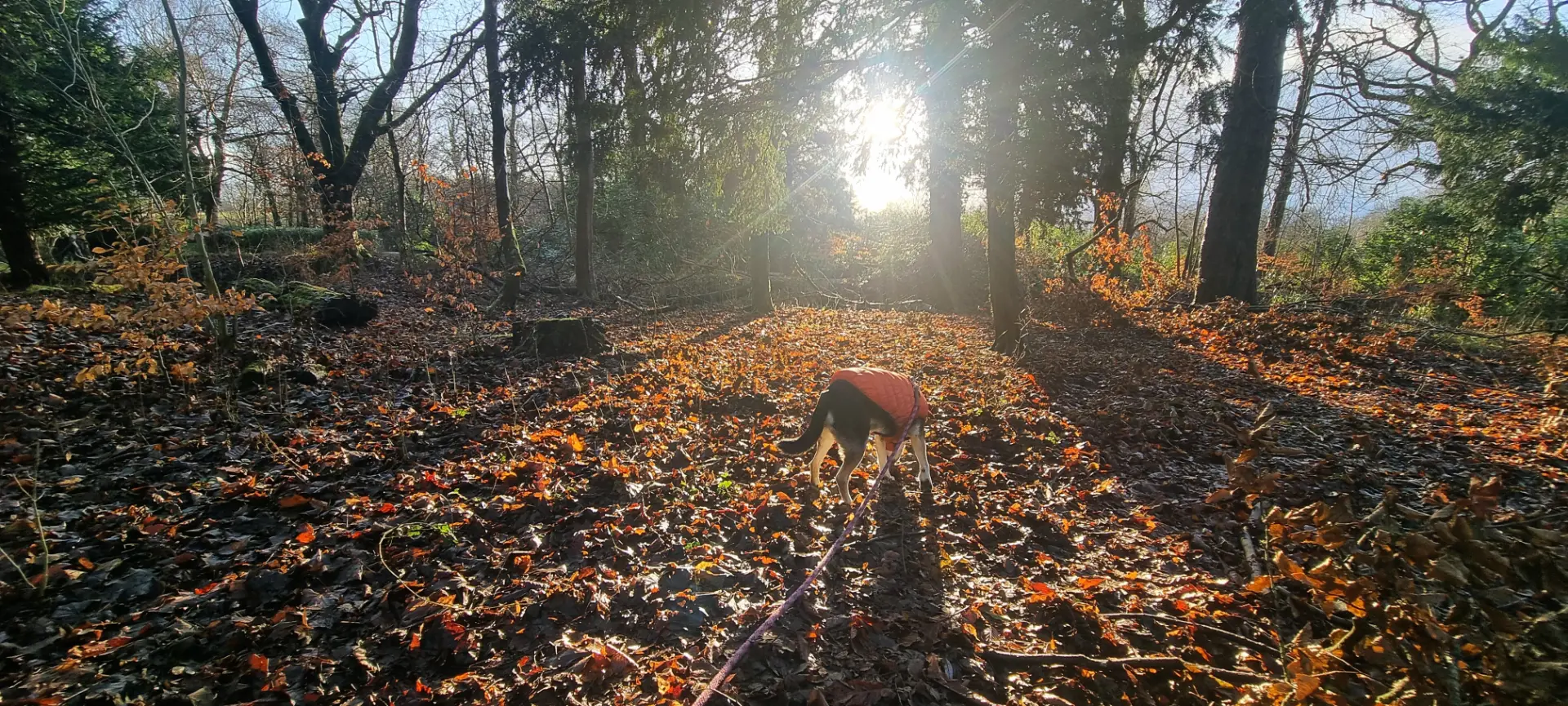 Dog in an orange coat exploring on a long line through sunlit autumn woodland near Glasgow
