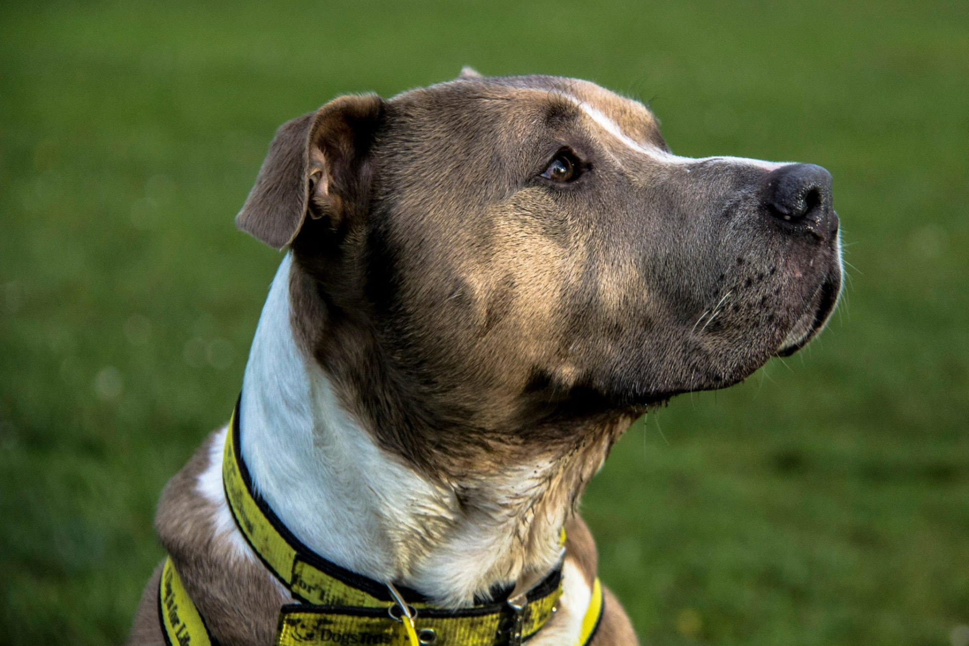 Close up of a brindle bully breed dog in a well fitted harness
