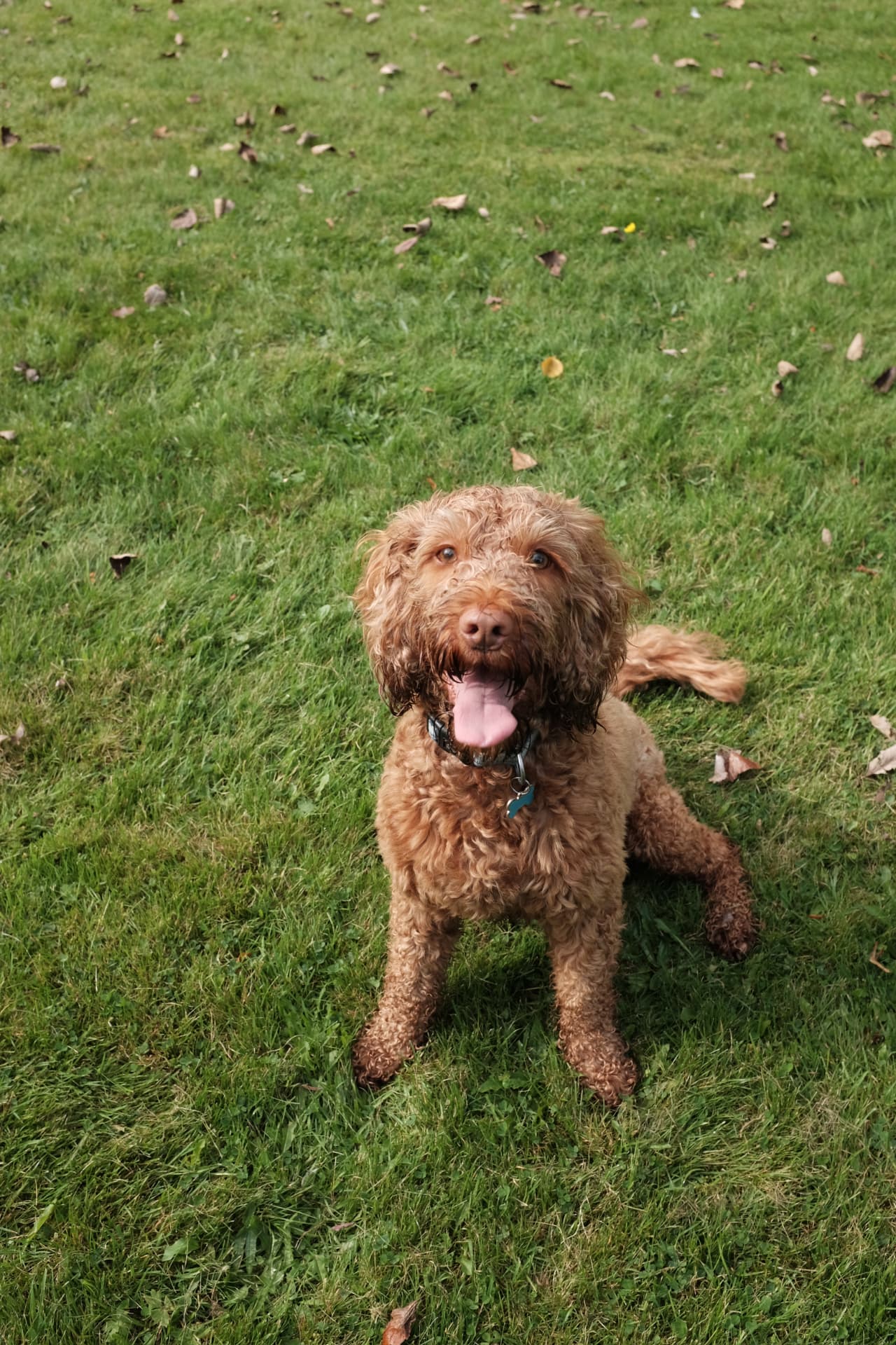 Brown cockapoo sitting calmly on the grass during a Glasgow training session