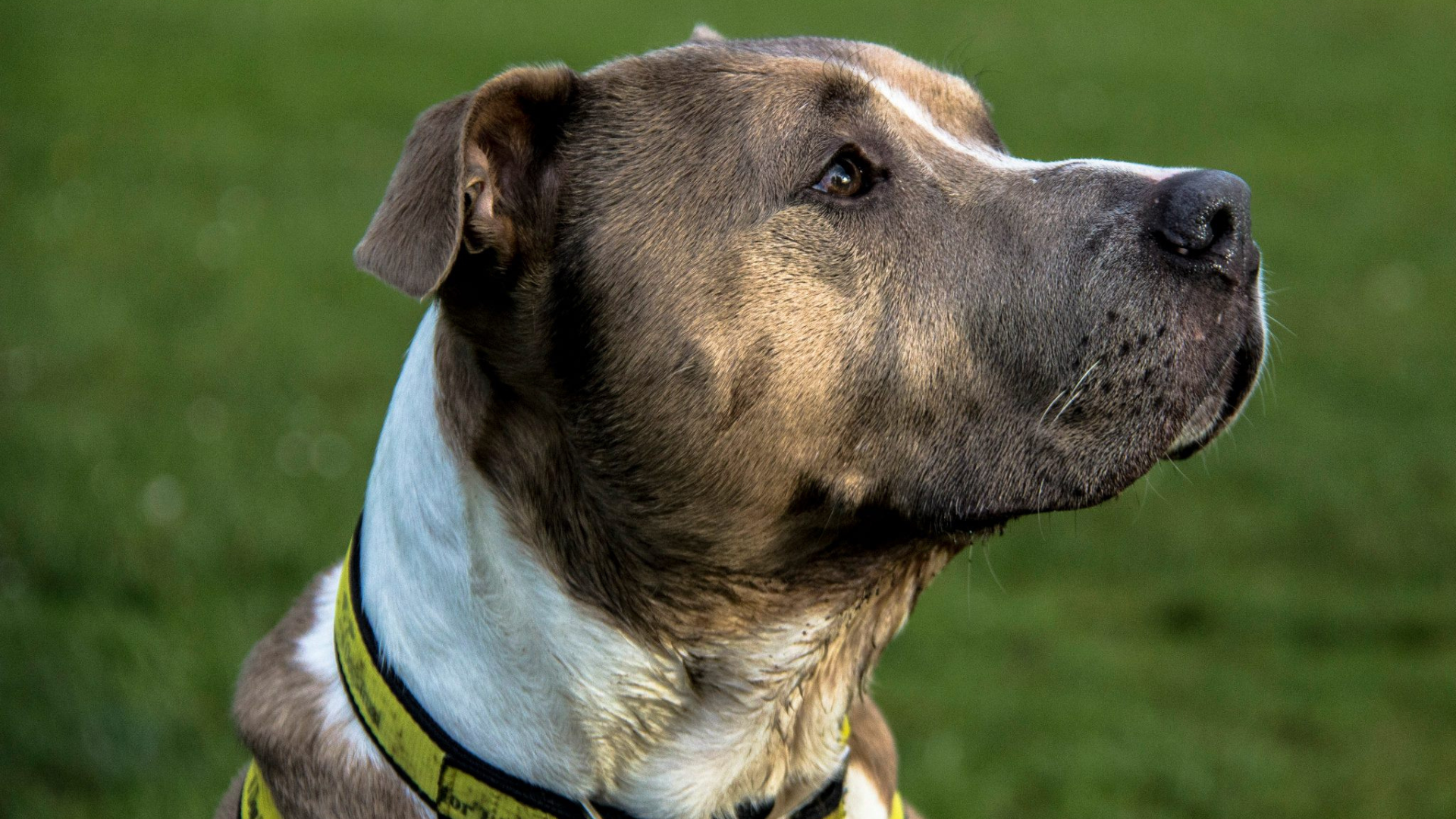Close up of a rescue bully breed dog in a yellow harness looking calmly upward during anxiety rehabilitation