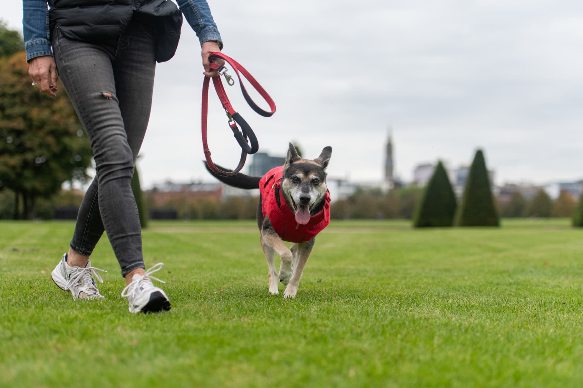 Dog walking politely on a loose lead towards the camera in Glasgow