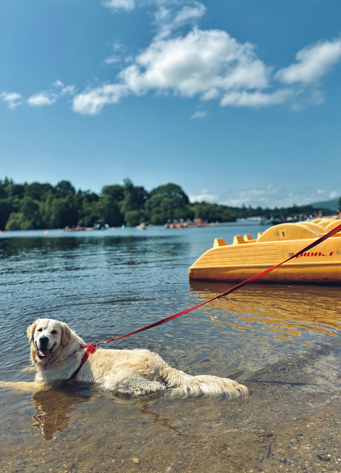 Golden retriever cooling off in shallow lake water at a Glasgow park on a sunny day