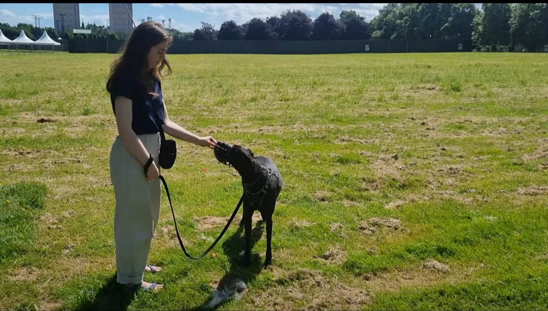Owner rewarding a black greyhound type dog in a harness in a wide open Glasgow park