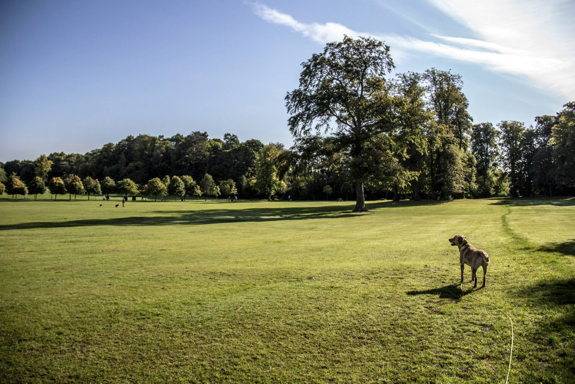 Yellow Labrador on a long line practising recall in open parkland near Glasgow
