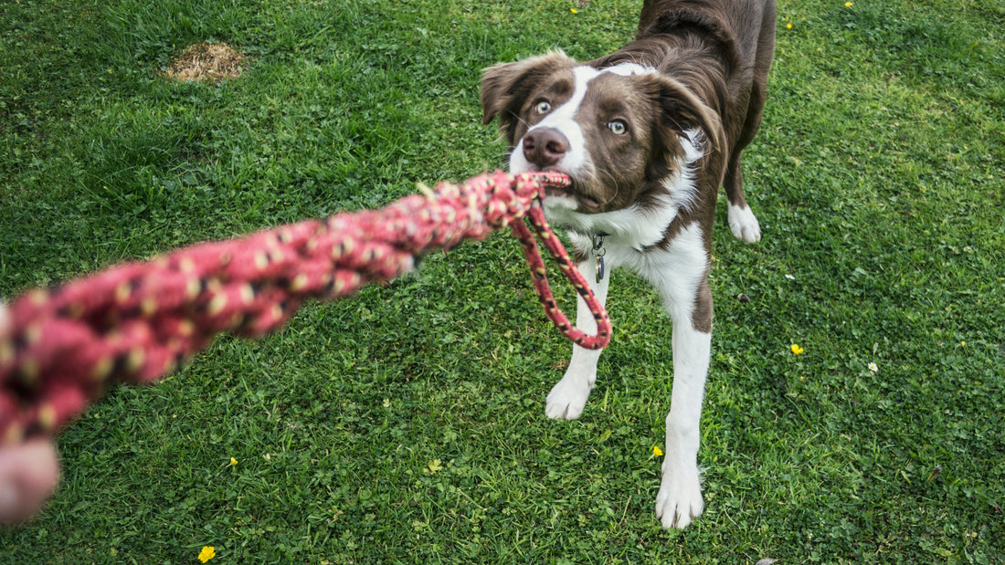 Dog training mastery - silver