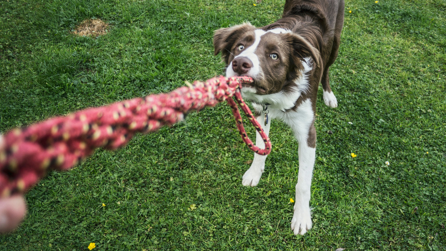 Dog training mastery - silver