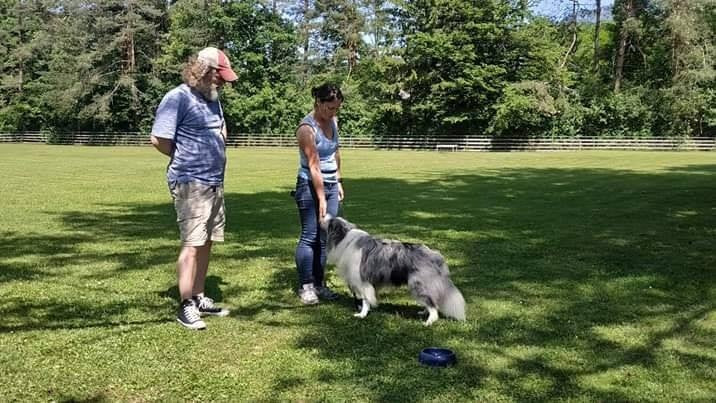 Dealing with aggression and reactivity in dogs - a guide for owners and trainers