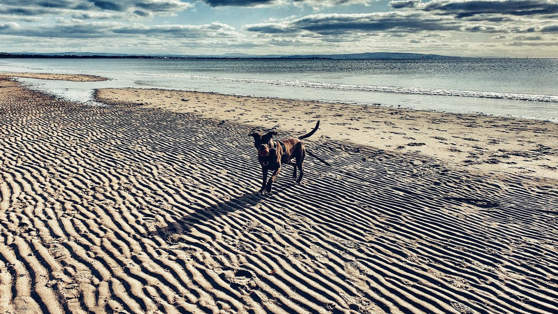 Fluency in Social Media for Dog Training