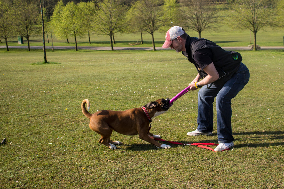 Dog training mastery - Platinum