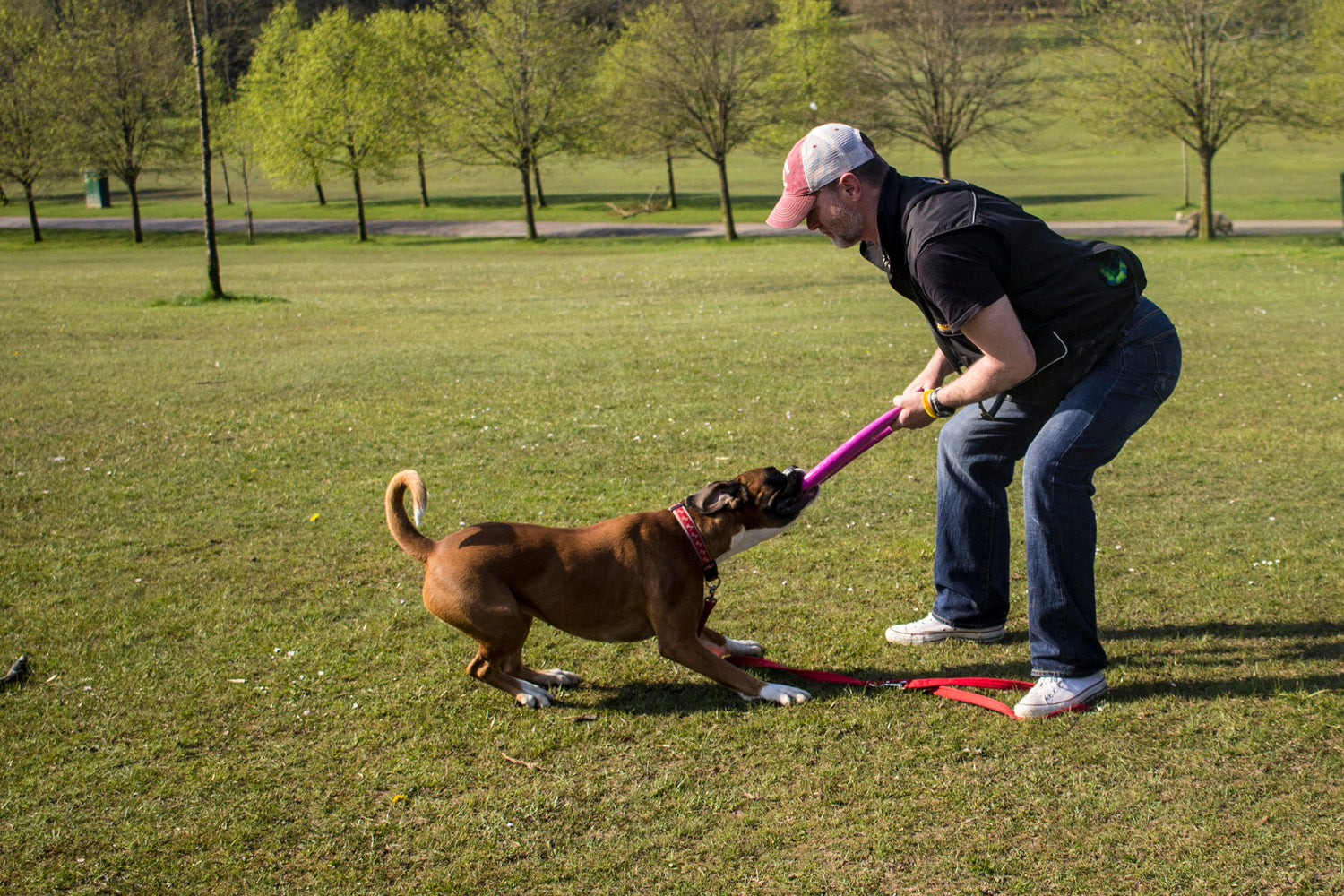 Dog training mastery - Platinum
