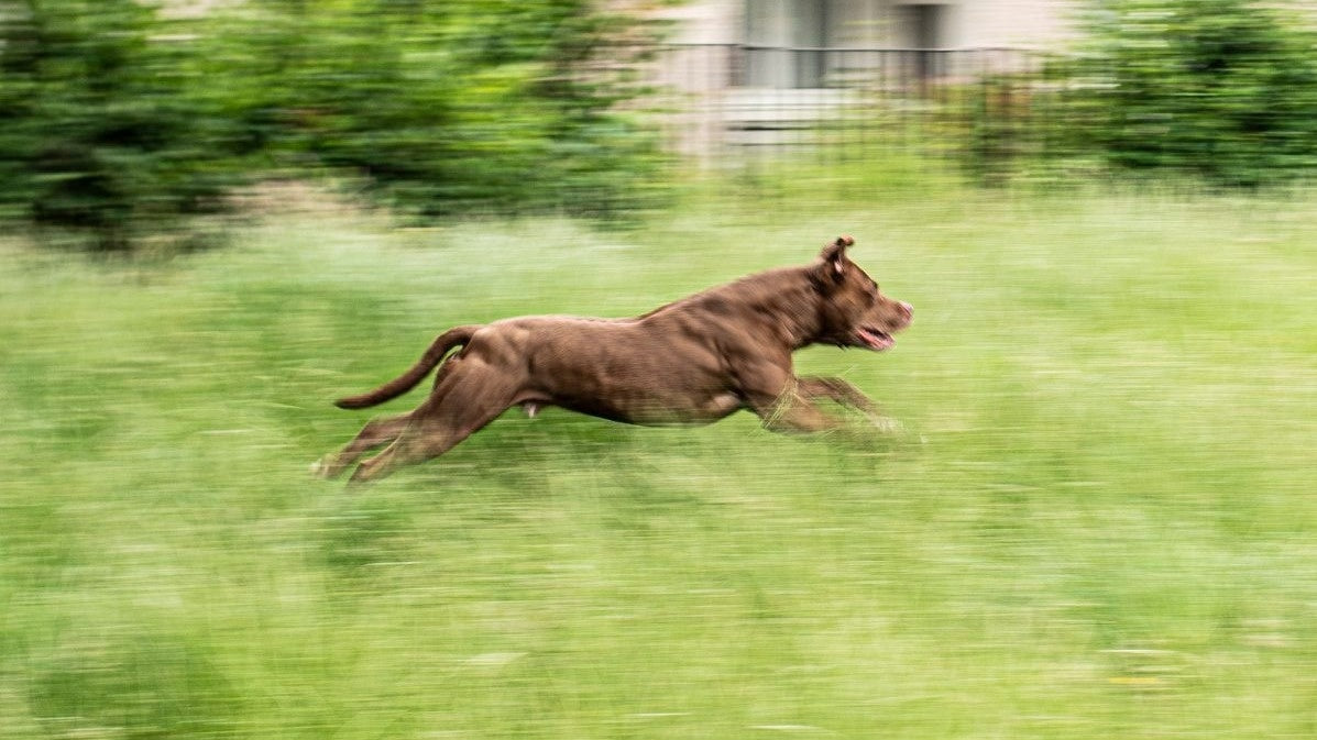 Predatory and chase behaviours in dogs