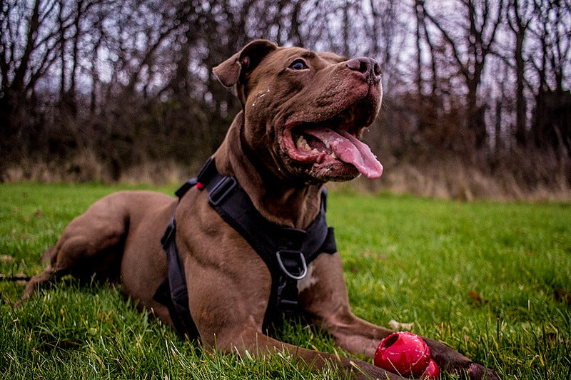 Adolescent Paws: Transforming Teenage Dog Behaviour