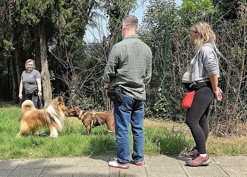 Calm on Cue: Training for Over-Excited Dogs