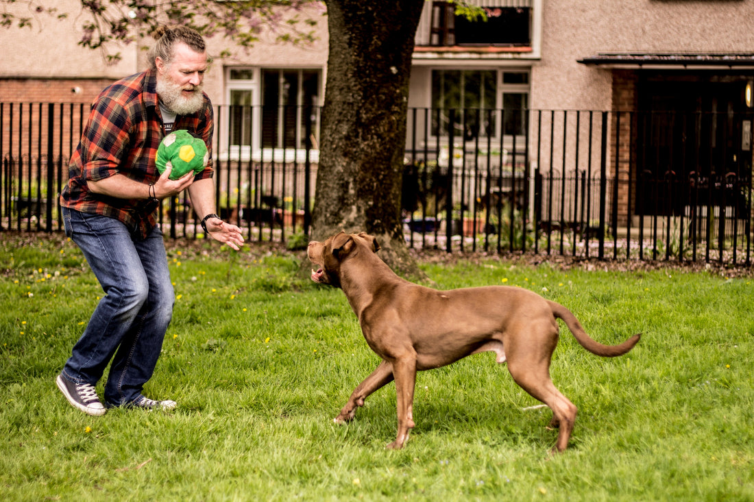 Human movement for dog training - webinar